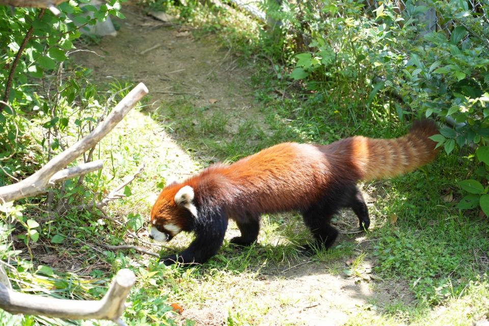 画像：大牟田市動物園のレッサーパンダ