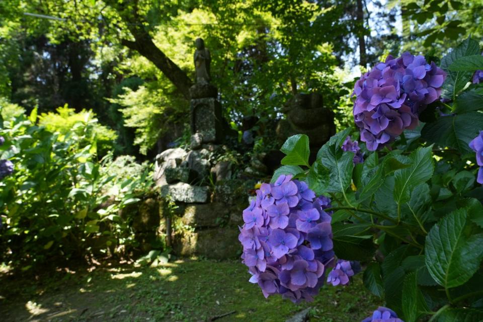 画像：定林寺の紫陽花と地蔵