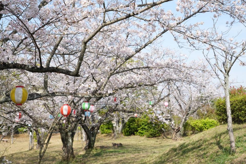 画像：甘木公園の桜