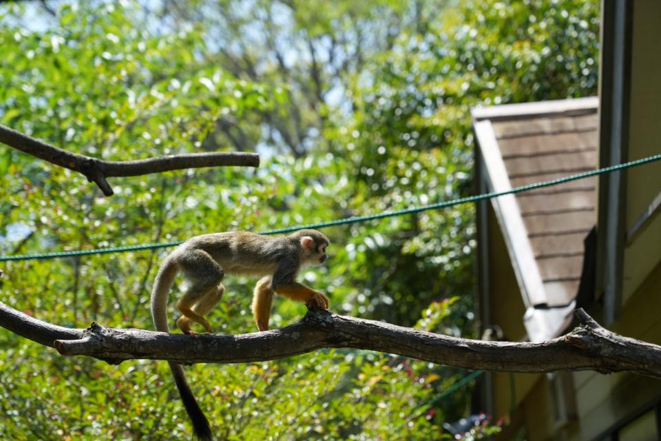 画像：大牟田市動物園のリスザル