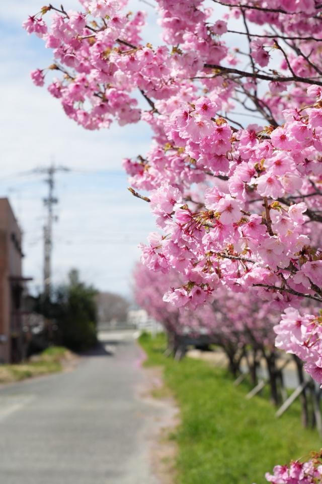 画像：種類の違う桜