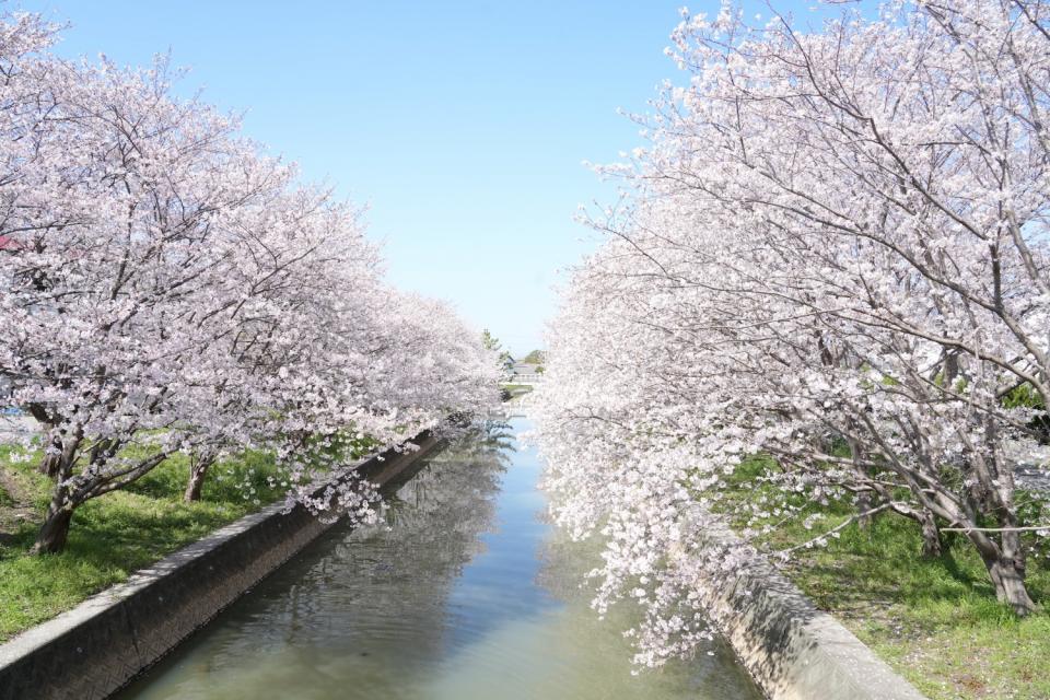 画像：堂面川の桜並木