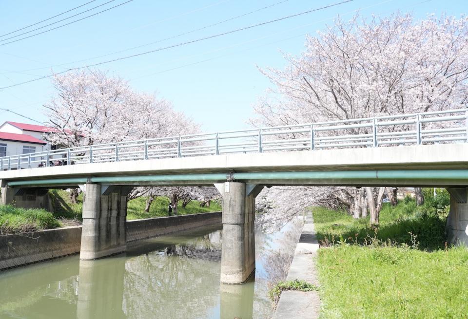 画像：仮屋川橋と桜