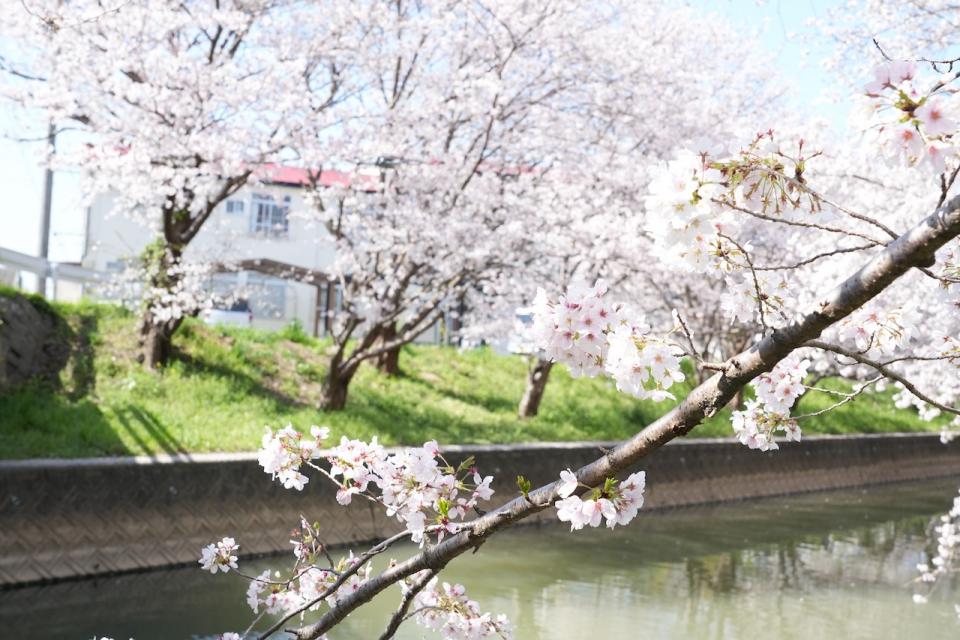 画像：堂面川の桜