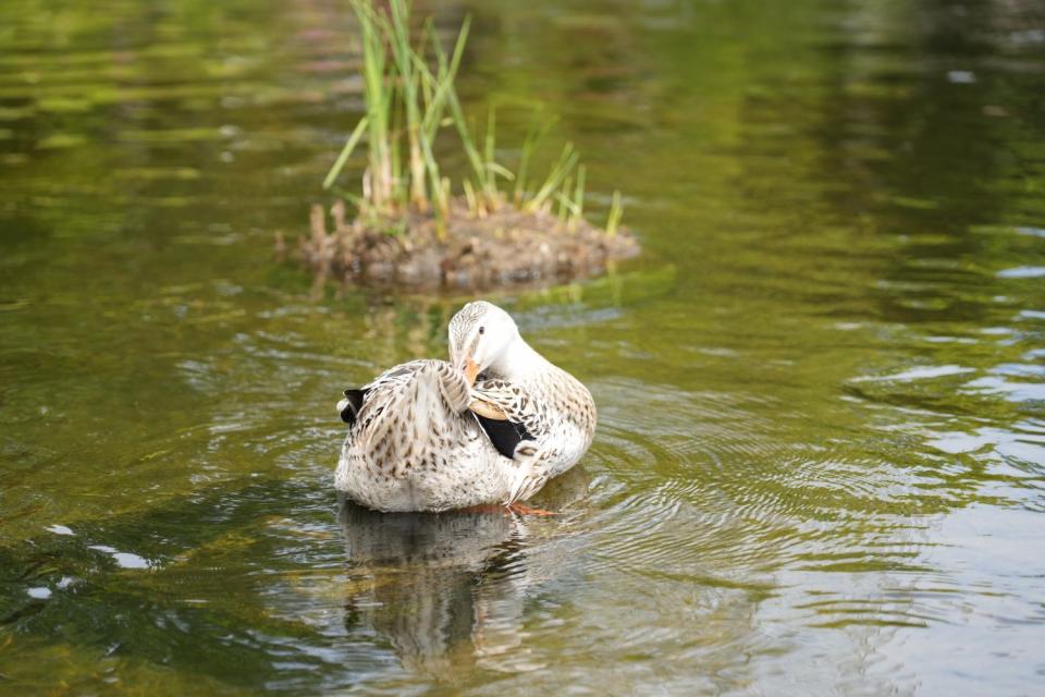 画像：諏訪公園のカモ