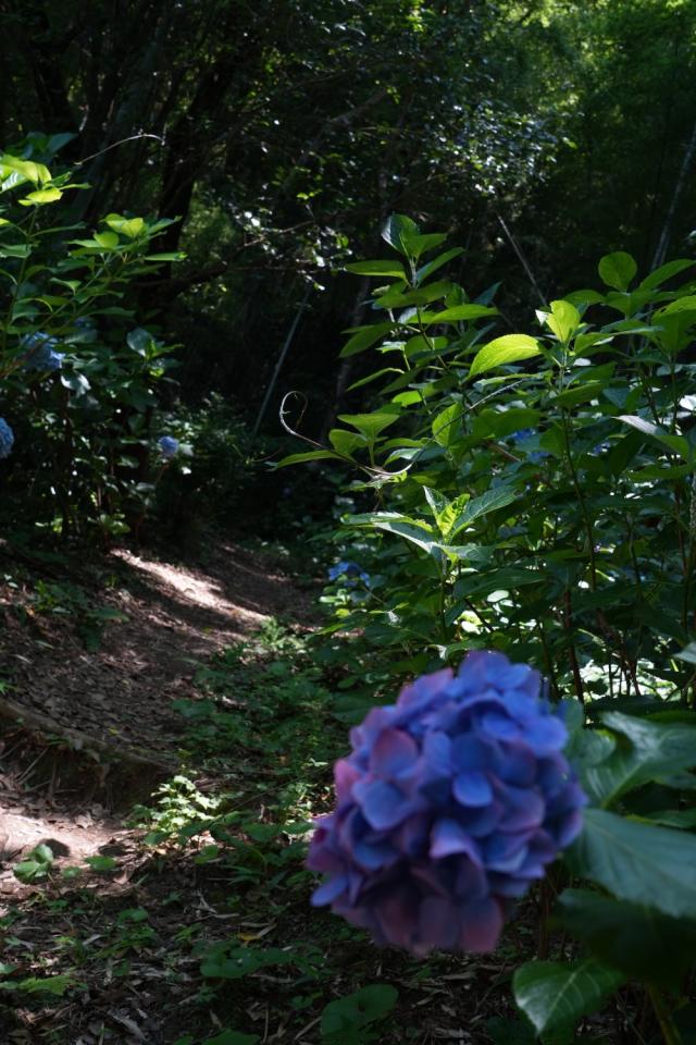 画像：紫陽花が広がる山道