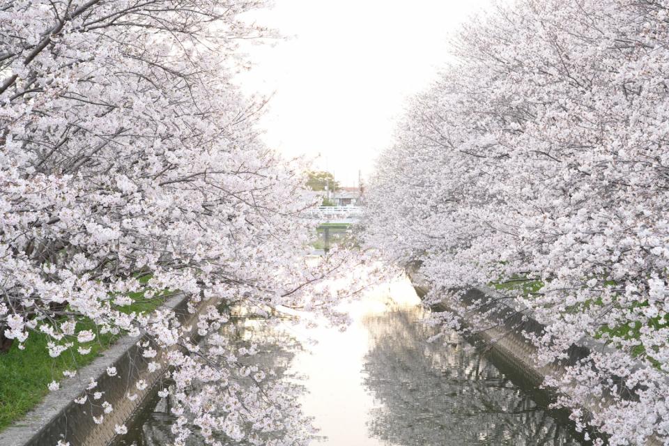 画像：夕方の堂面川の桜並木