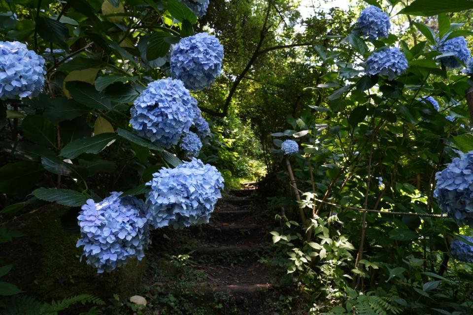 画像：紫陽花のトンネル