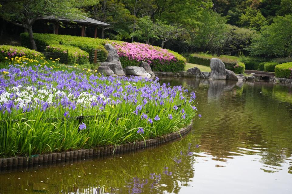 画像：諏訪公園のアヤメ