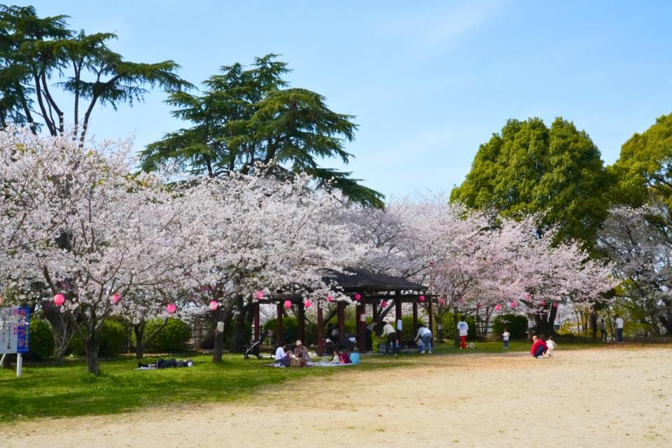 画像：延命公園の桜