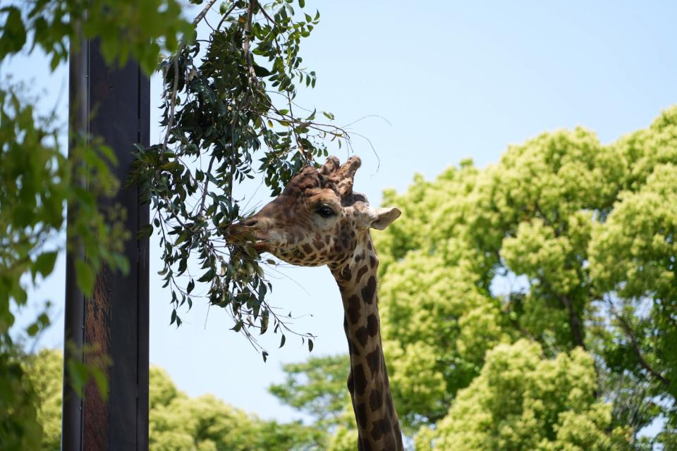 画像：大牟田市動物園のキリン