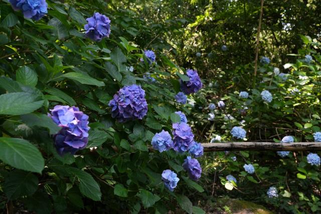画像：定林寺の紫陽花の画像