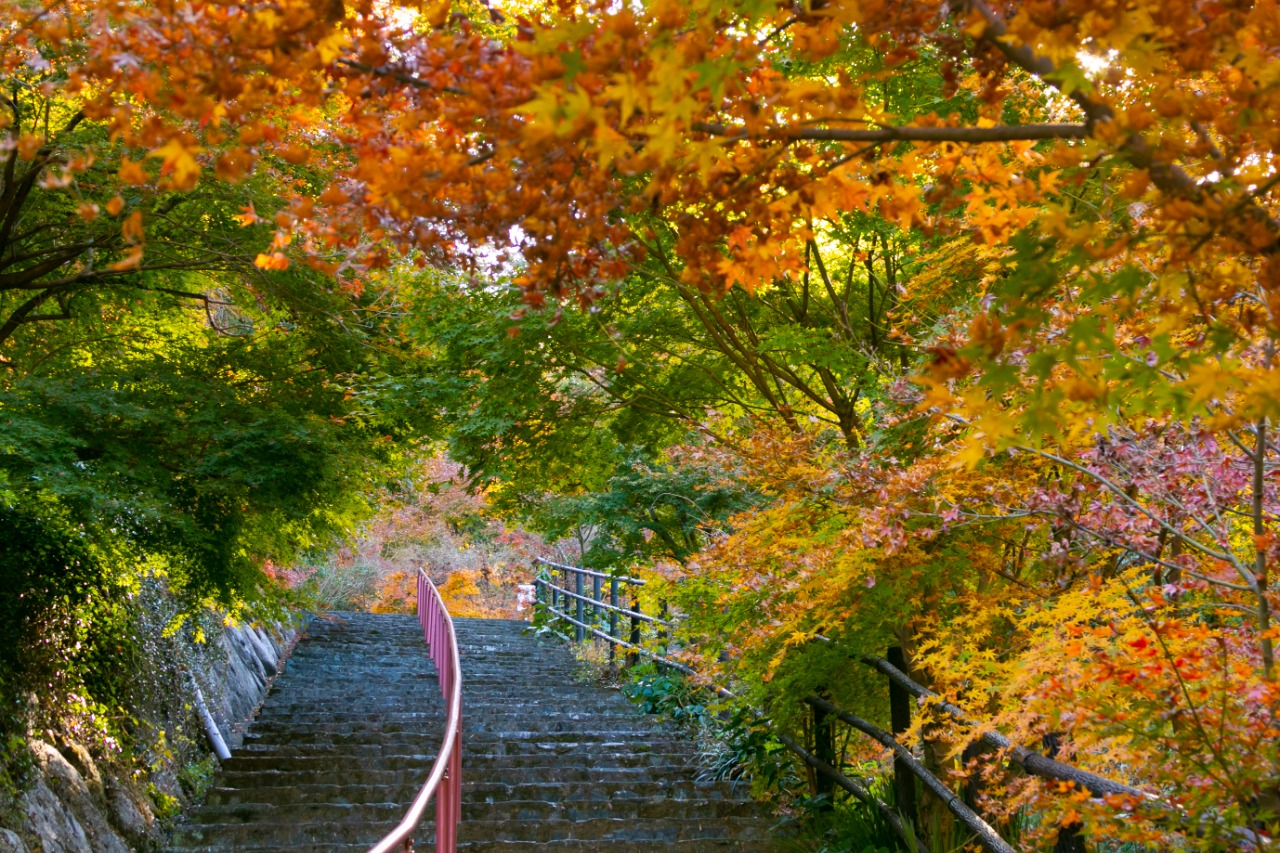 参道の紅葉