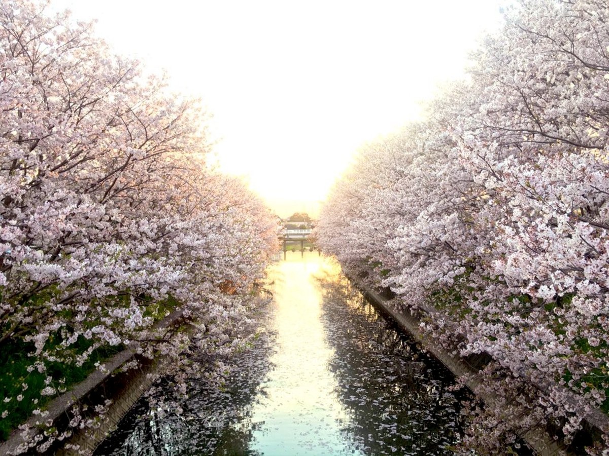 堂面川の桜