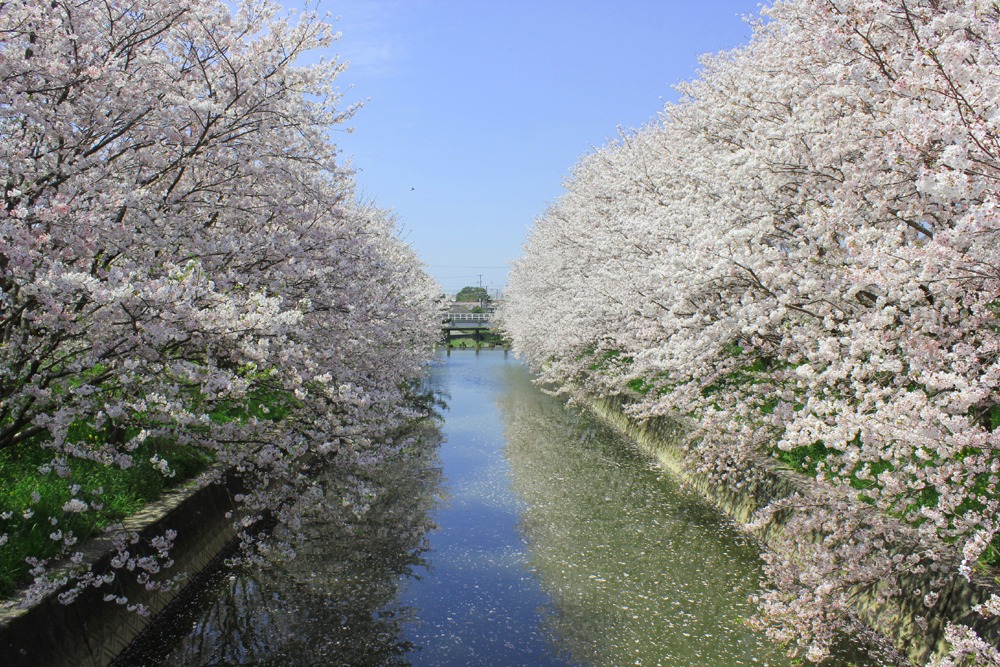 堂面川の桜