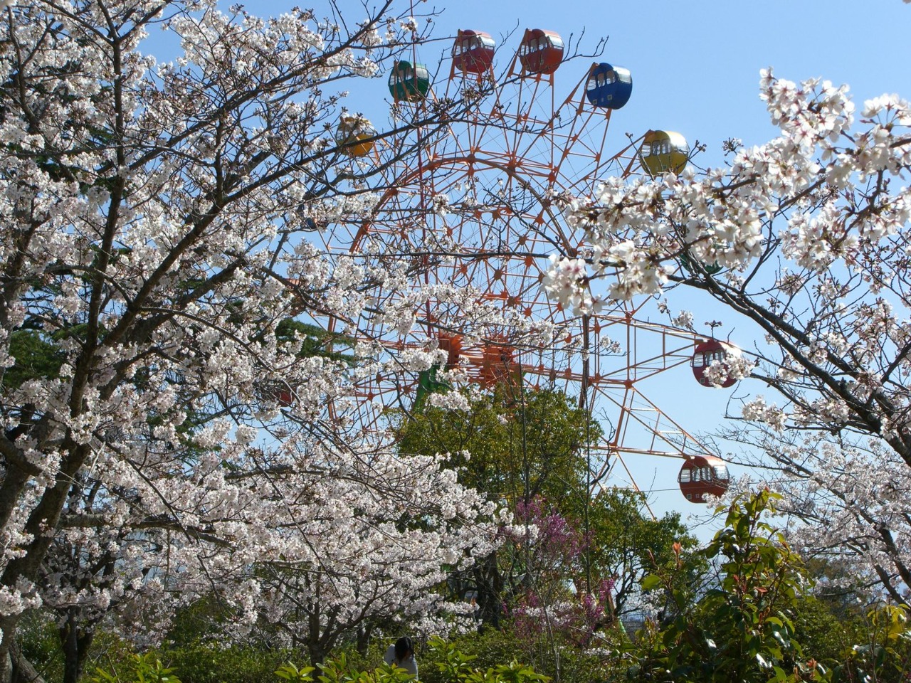 延命公園の桜