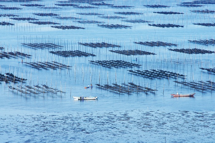 画像：有明海の海苔畑イメージ