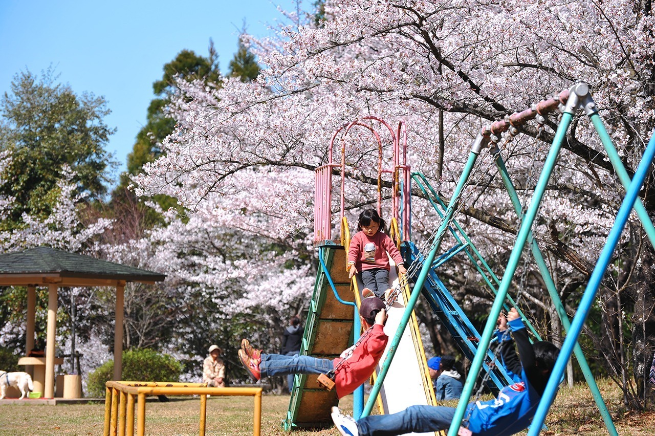 画像：延命公園の桜