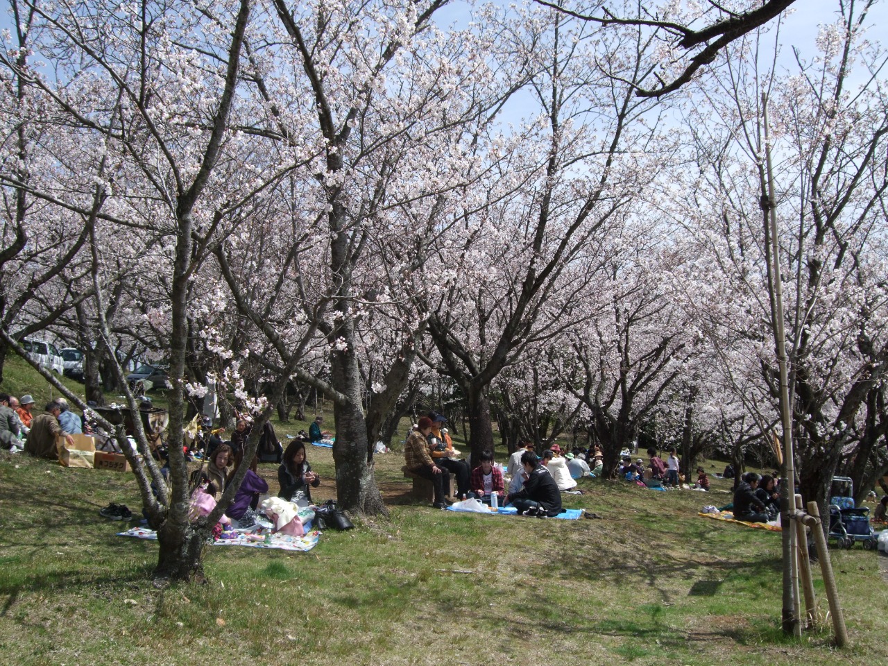 甘木公園の桜の写真