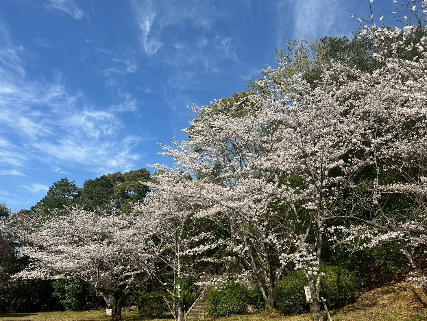 画像：三池公園2