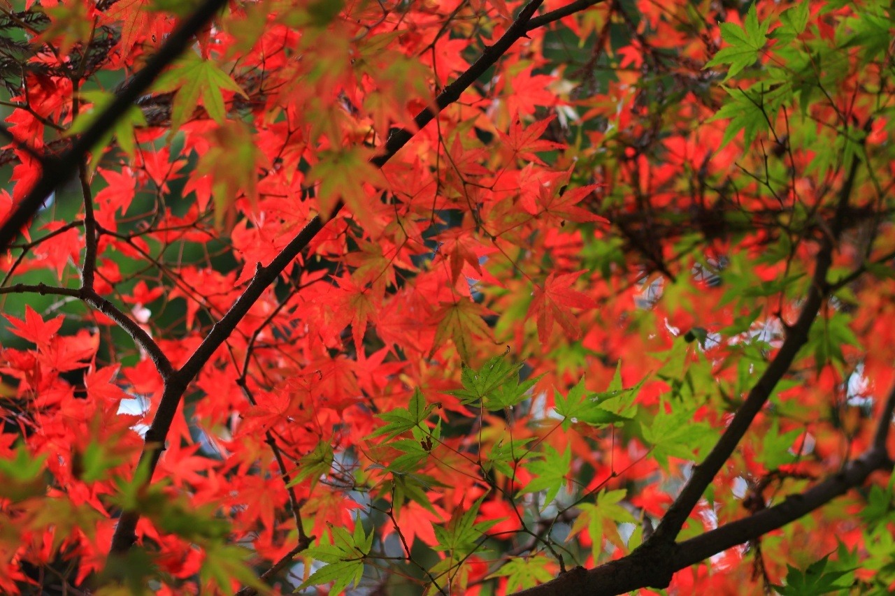 画像：普光寺の紅葉