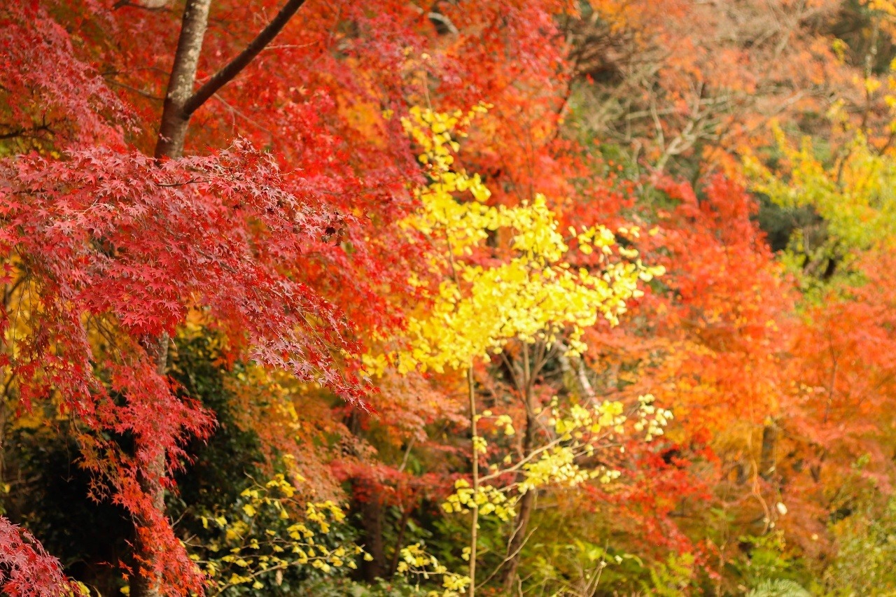 画像：普光寺の紅葉
