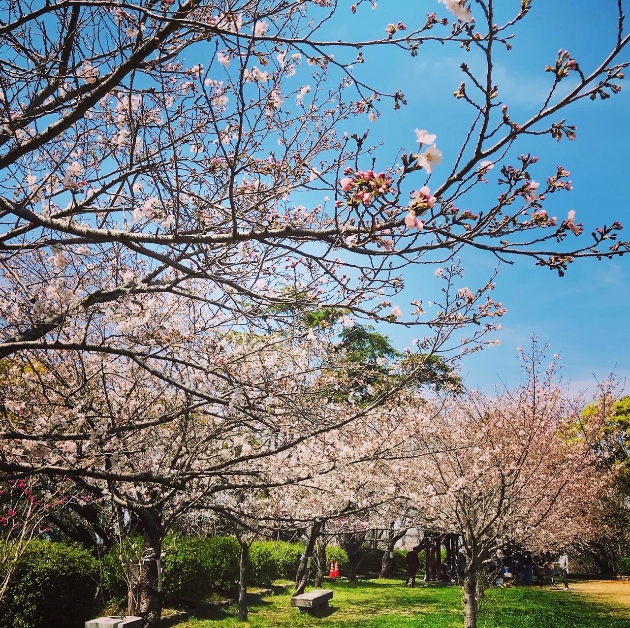 延命公園の桜の写真