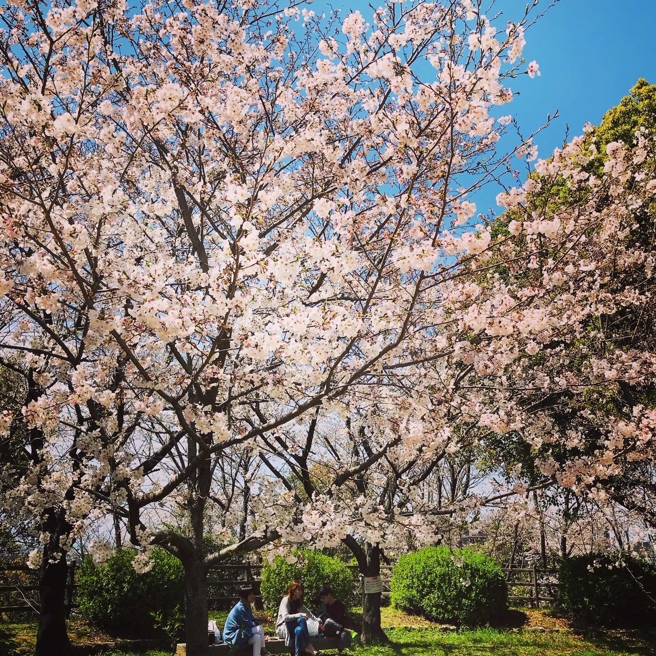 延命公園の桜の写真2