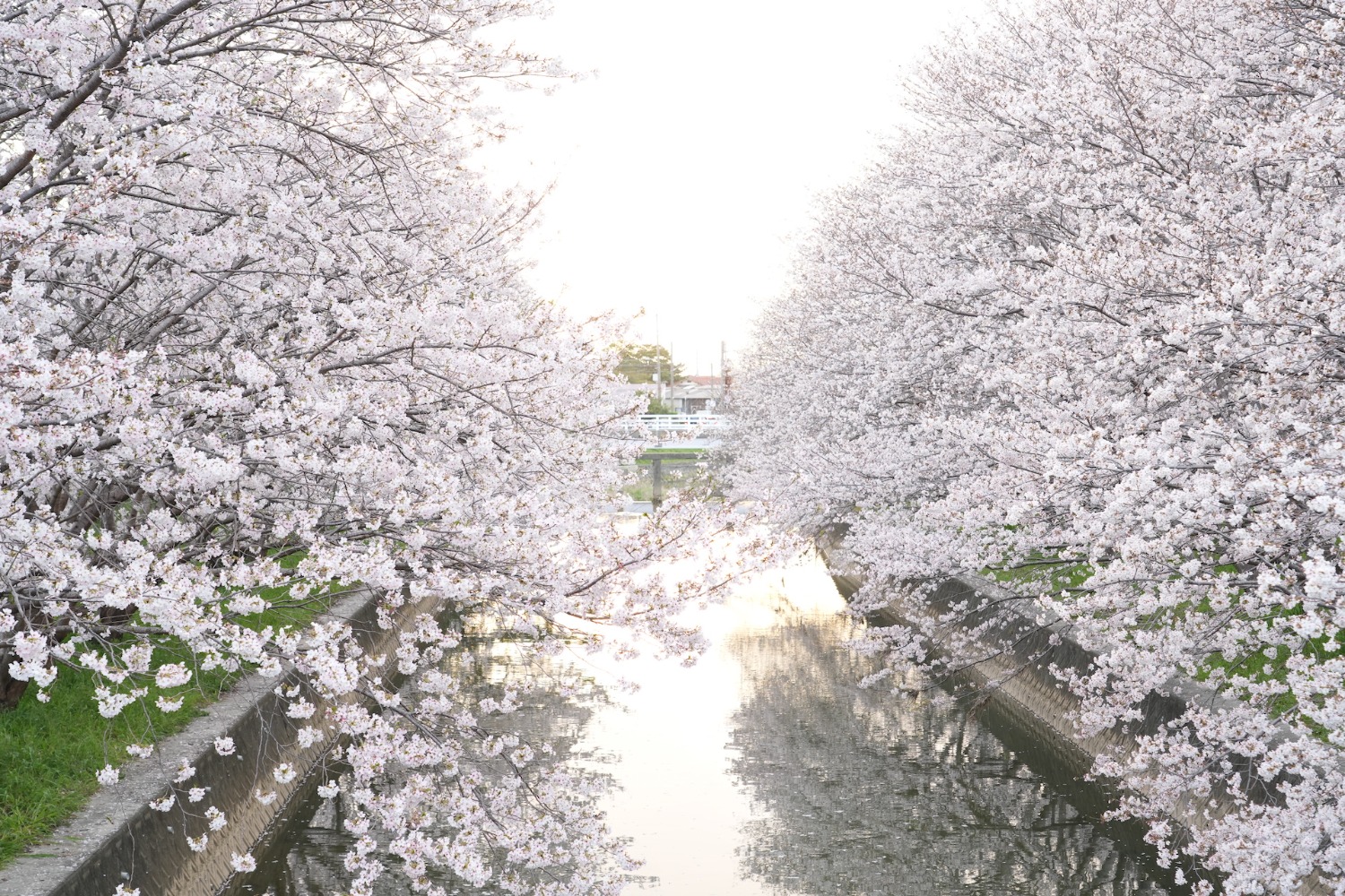 堂面川の桜の写真