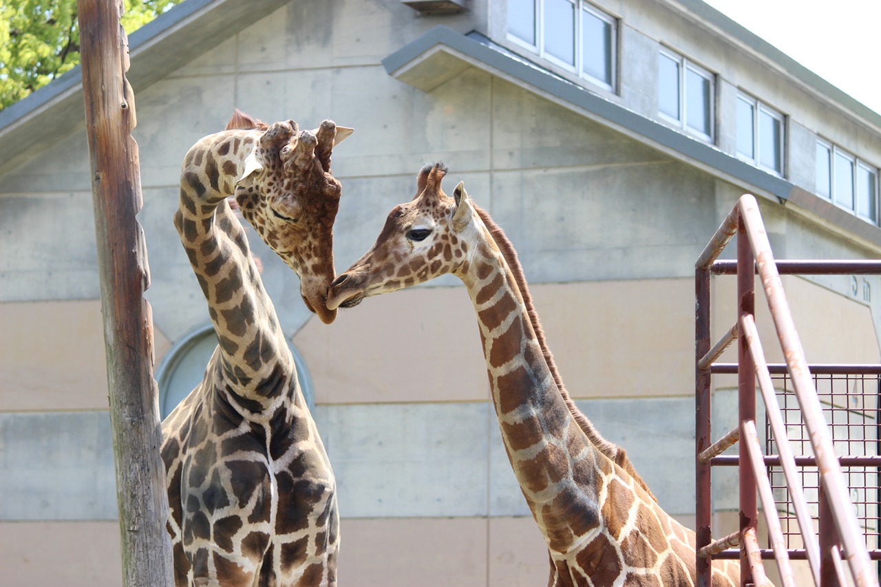 画像：動物園